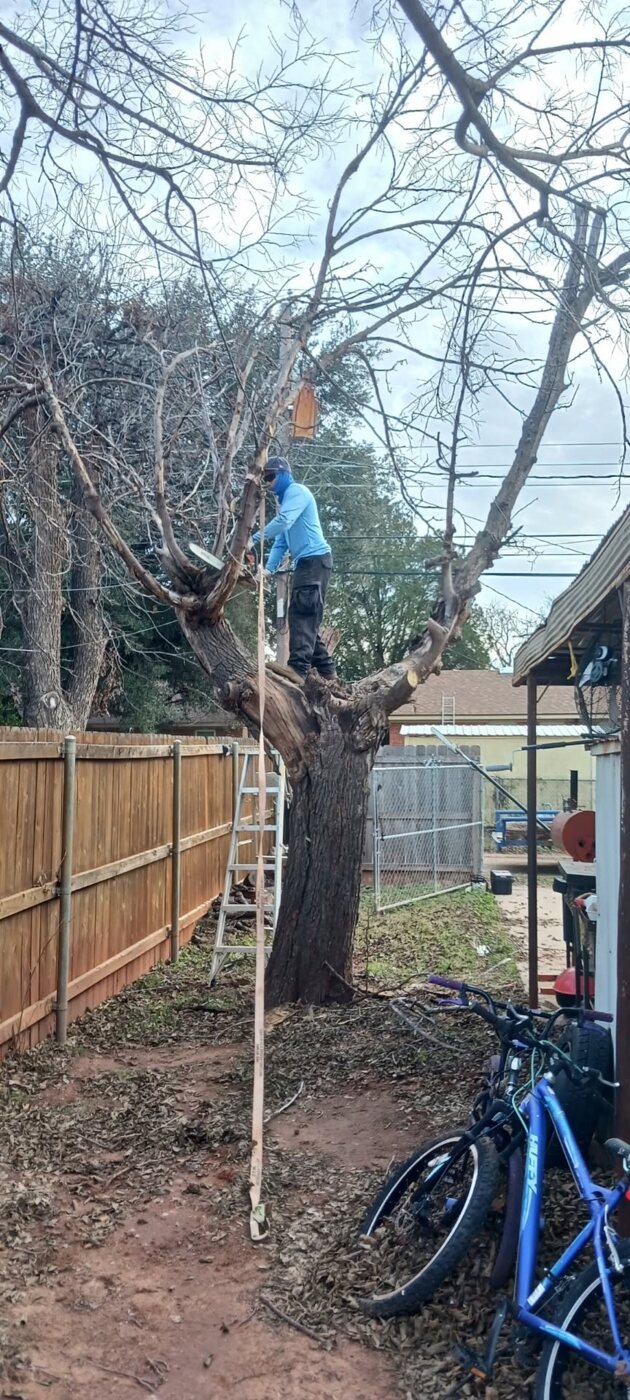 Cubbie Lawn Care completing residential tree work