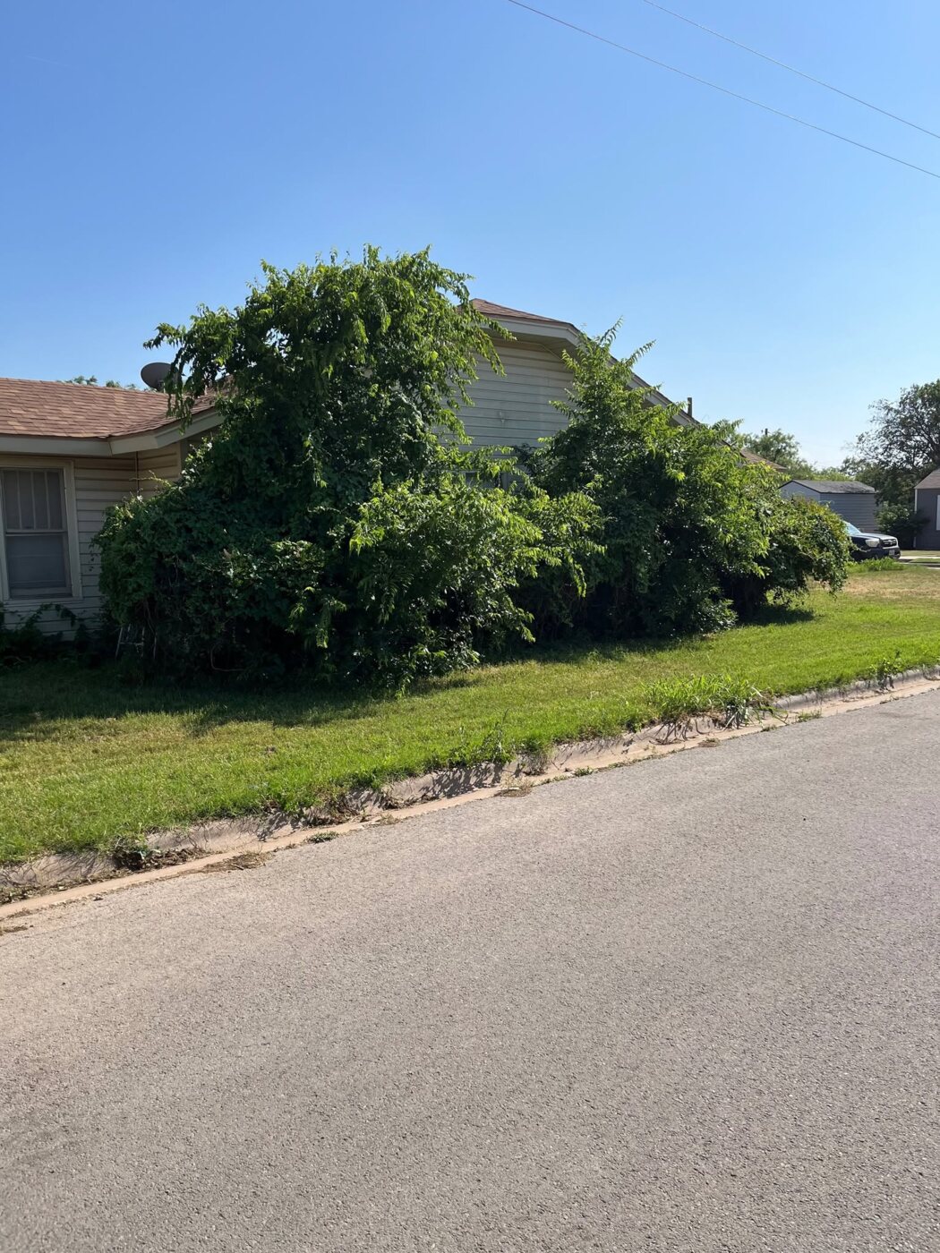 Abilene house before heavy brush was cleared